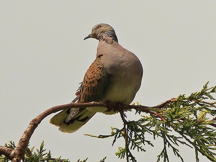Turtle Dove
