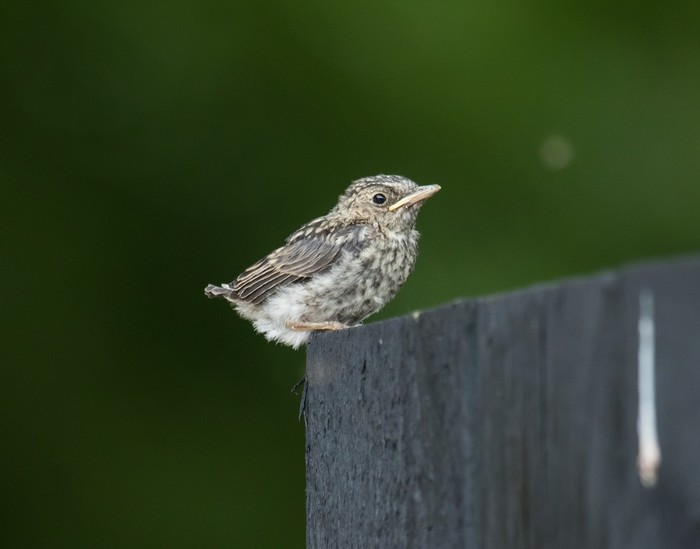 Spotted Flycatcher