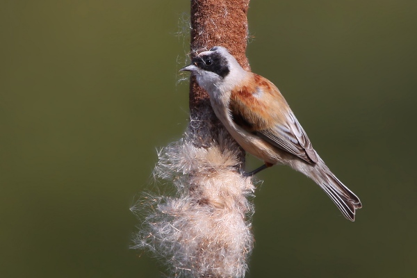 Penduline Tit