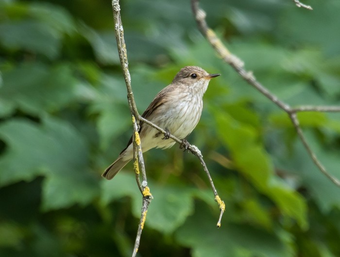 Spotted Flycatcher