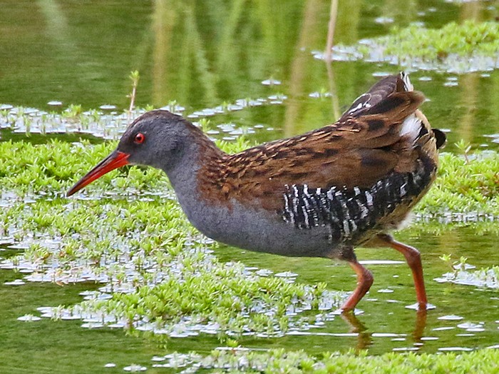 Water Rail