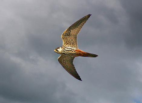 Hobby
