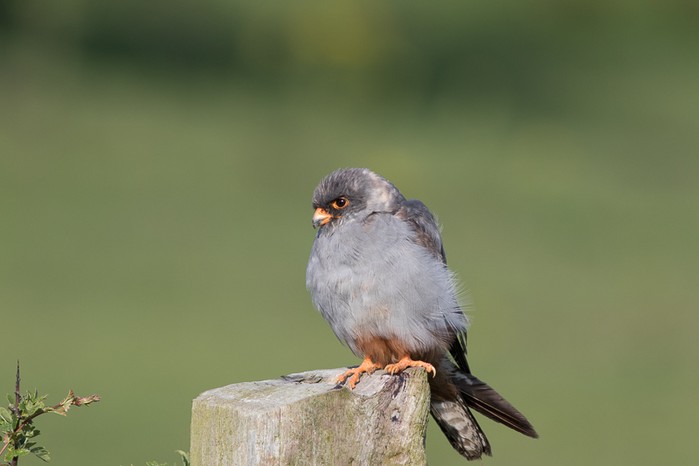 Red-footed Falcon
