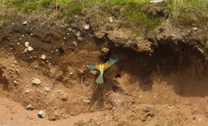 Bee-eater