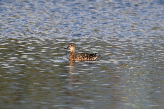 Garganey