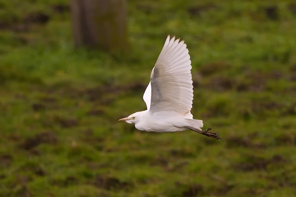 Cattle Egret