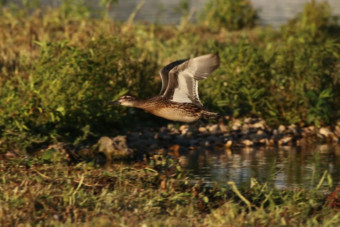 Garganey