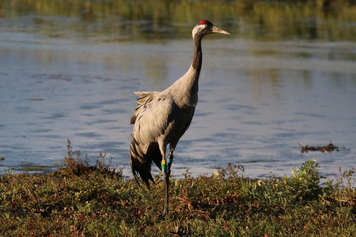 Common Crane