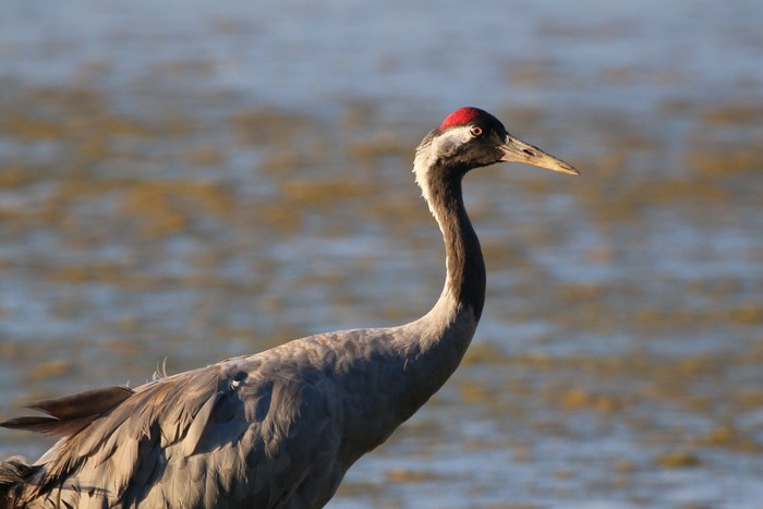 Common Crane