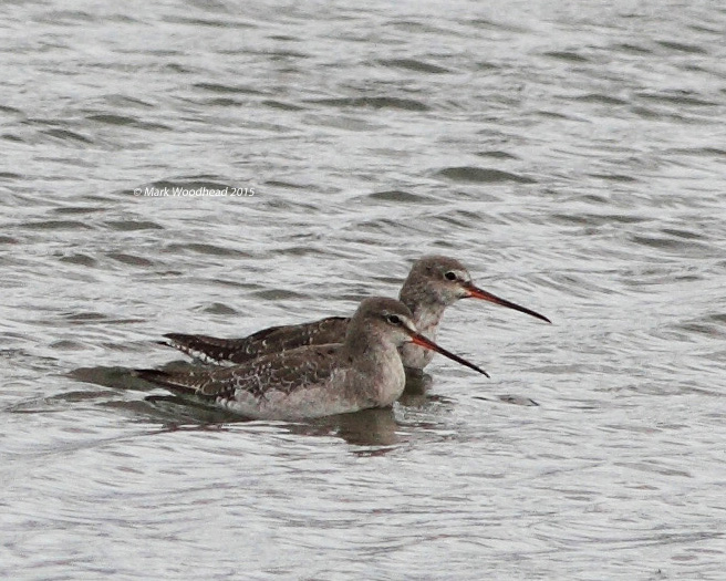 Spotted Redshank