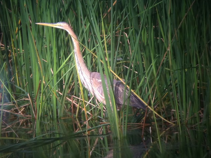 Purple Heron