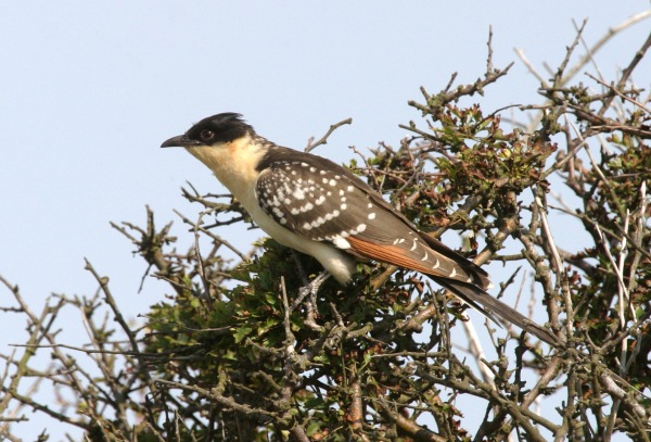 Great Spotted Cuckoo