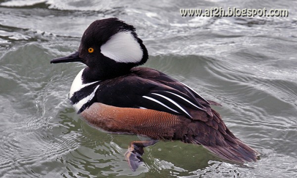 Hooded Merganser
