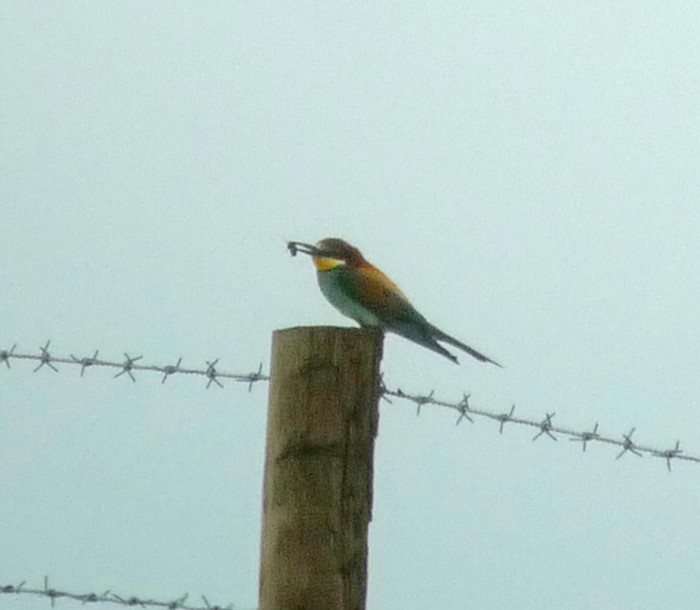 Bee-eater