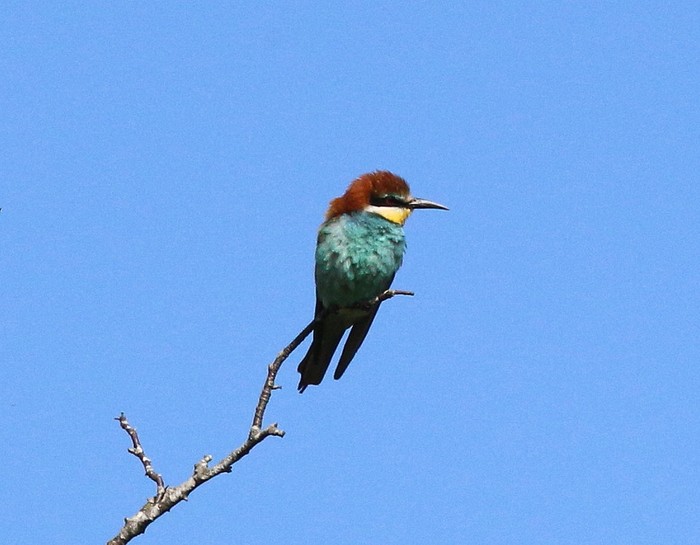 Bee-eater