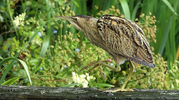 Bittern