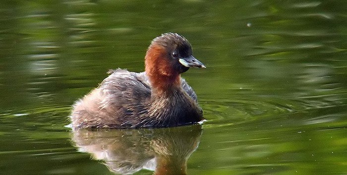 Little Grebe