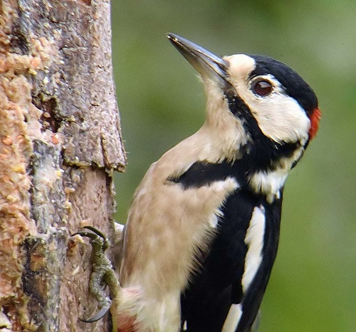 Great Spotted Woodpecker