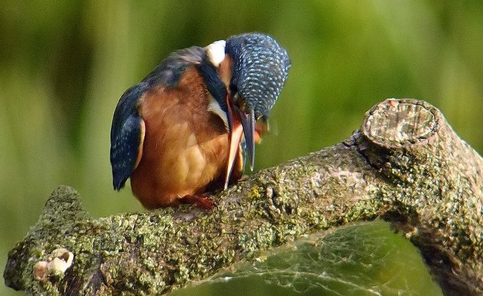 Kingfisher