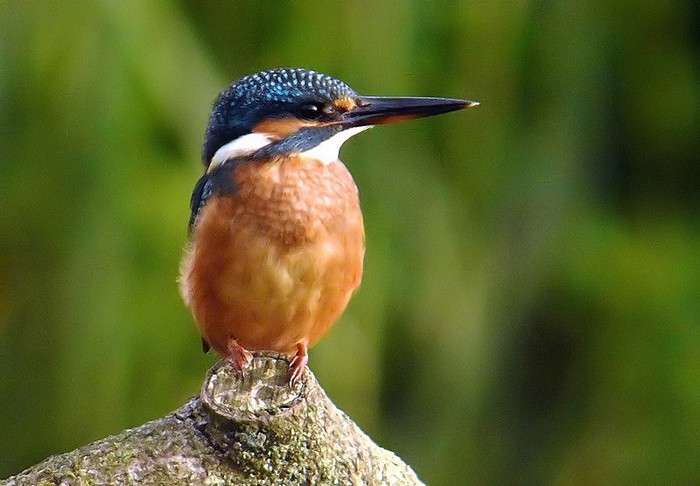 Kingfisher
