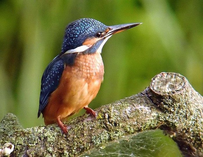 Kingfisher