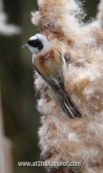 Penduline Tit