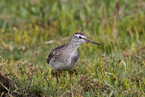 Wood Sandpiper