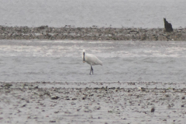 Spoonbill