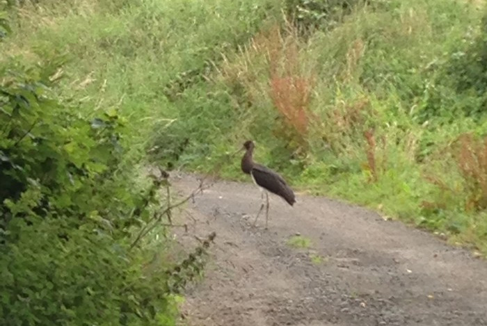 Black Stork