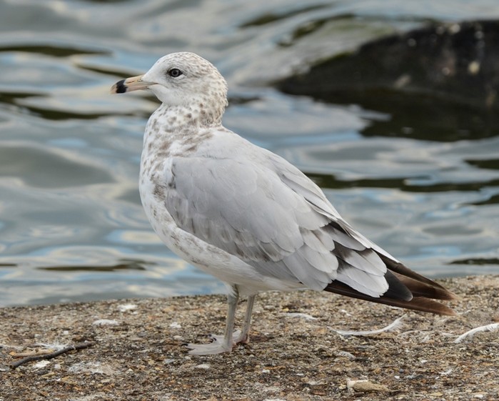 Ring-billed Gull