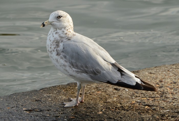 Ring-billed Gull
