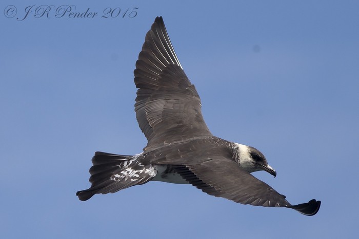 Pomarine Skua