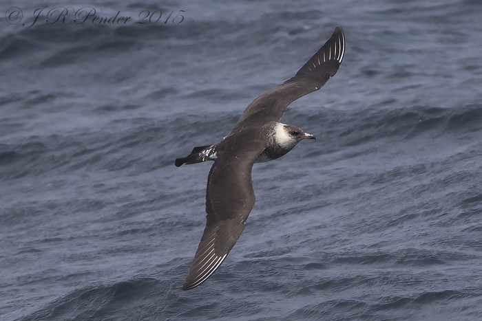 Pomarine Skua