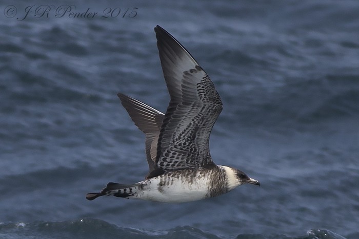 Pomarine Skua