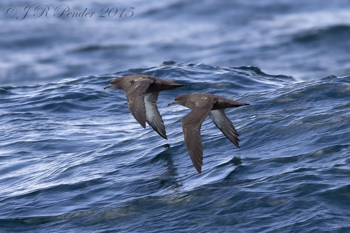 Sooty Shearwater