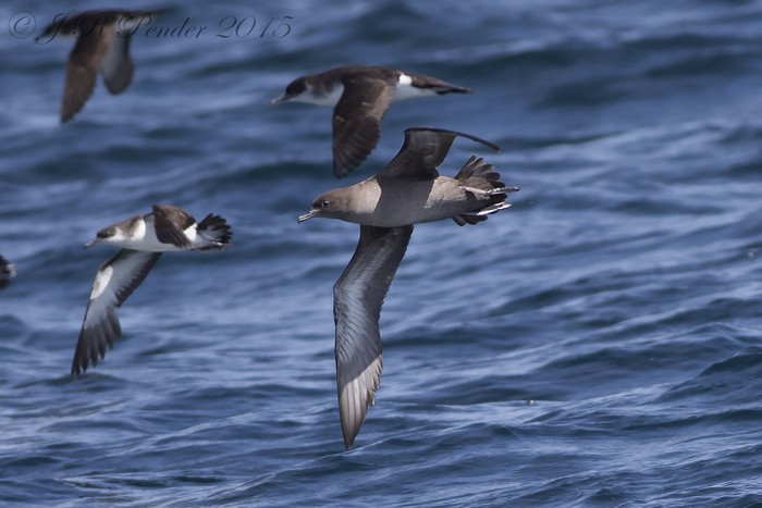 Sooty Shearwater