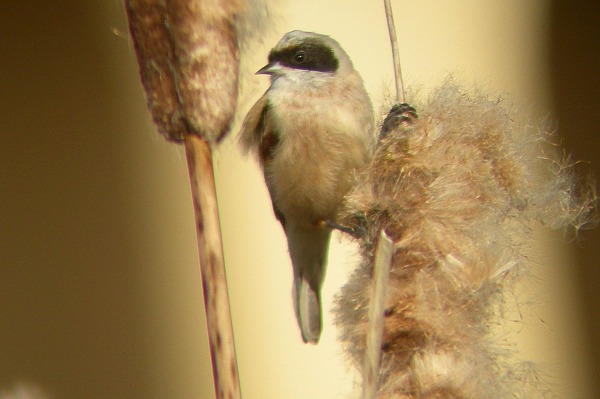 Penduline Tit