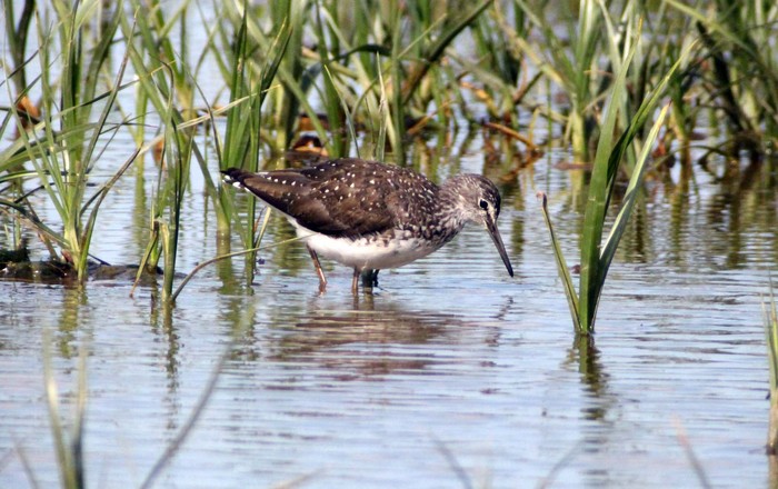 Green Sandpiper