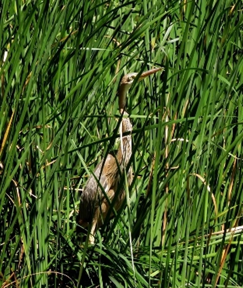 Purple Heron