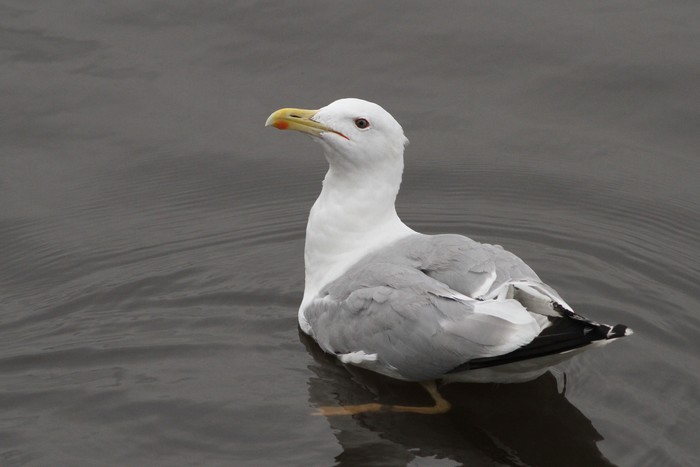 Caspian Gull