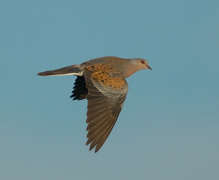 Turtle Dove