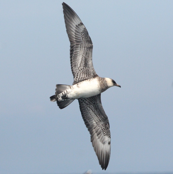 Pomarine Skua