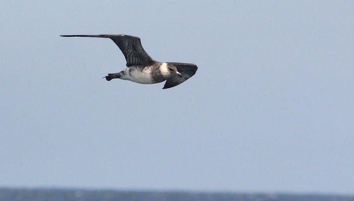 Pomarine Skua