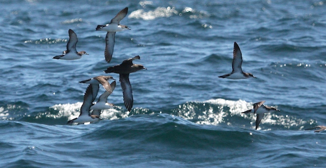 Sooty Shearwater