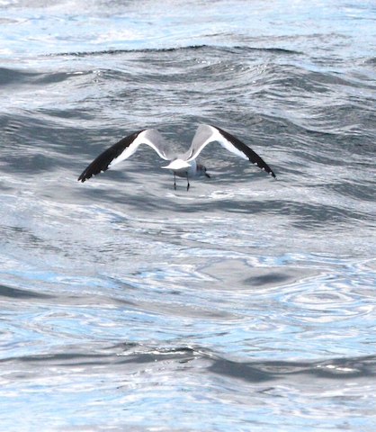 Sabine's Gull