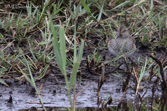 Pectoral Sandpiper