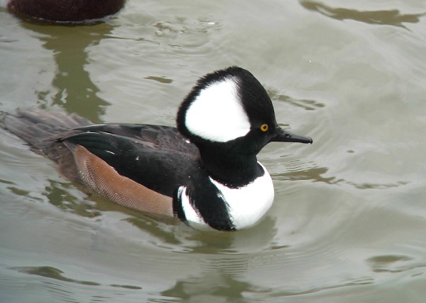 Hooded Merganser