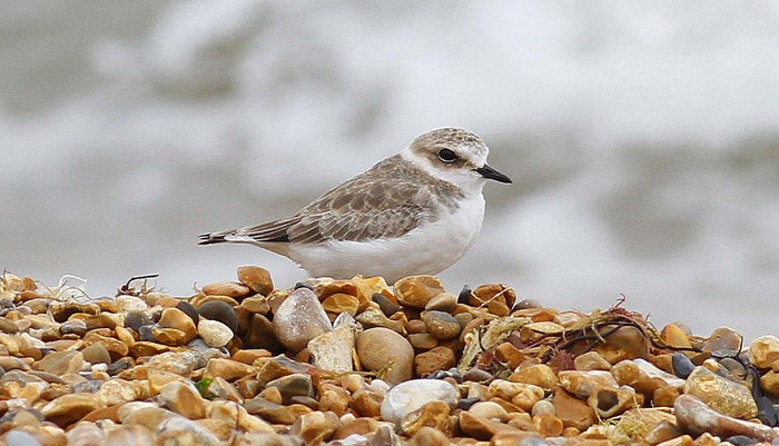 Kentish Plover