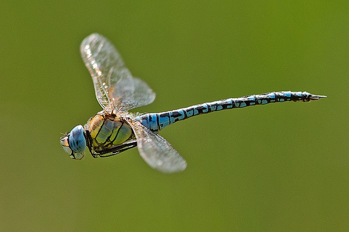 Southern Migrant Hawker dragonfly