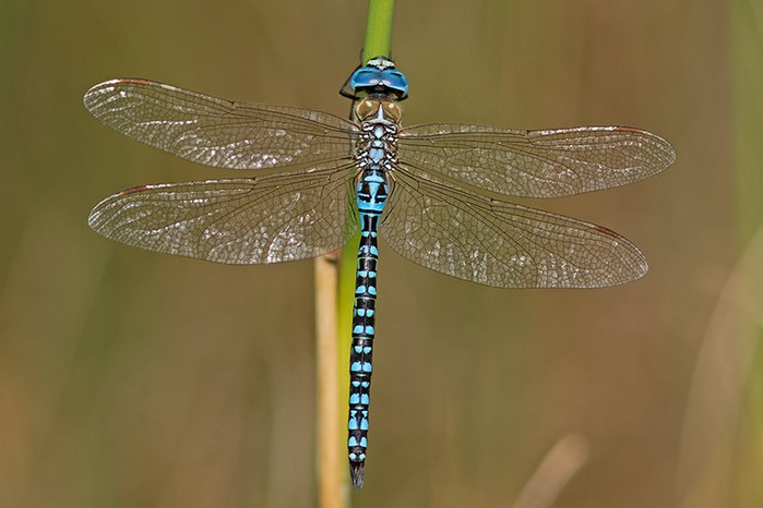 Southern Migrant Hawker dragonfly